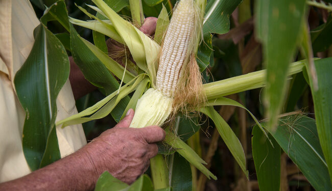 Rocha Moya afirma que recursos reasignados para el maíz aún son insuficientes