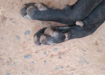 Tres perritas rescatadas de Imala fueron envenenadas dentro de su albergue; Fundación Balto y Togo denuncia ataque