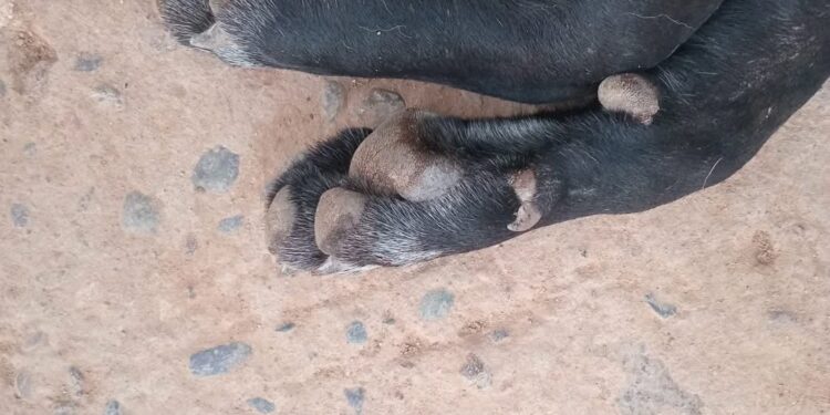 Tres perritas rescatadas de Imala fueron envenenadas dentro de su albergue; Fundación Balto y Togo denuncia ataque