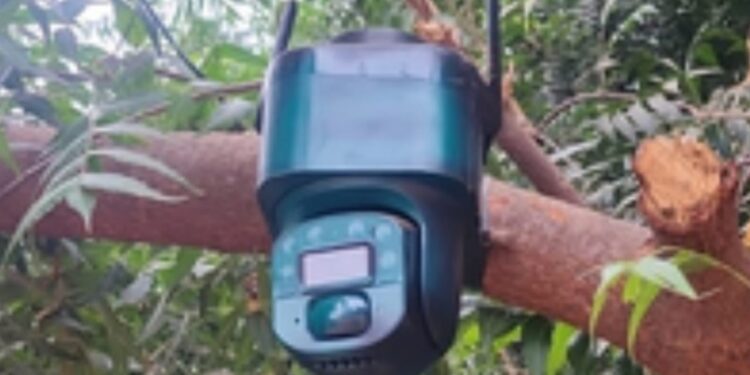 En Navolato, localiza y asegura cámara con celda solar instalada en un árbol