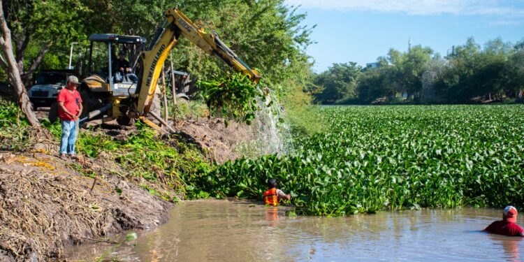 Ayuntamiento realiza acciones de limpieza y retiro de lirio acuático en el Río Humaya