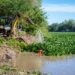 Ayuntamiento realiza acciones de limpieza y retiro de lirio acuático en el Río Humaya