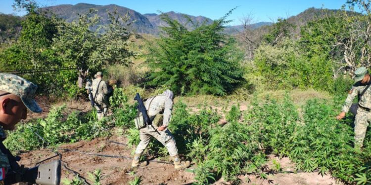 Grupo Interinstitucional localiza y destruye plantío de marihuana en El Ranchito, Culiacán