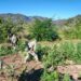 Grupo Interinstitucional localiza y destruye plantío de marihuana en El Ranchito, Culiacán