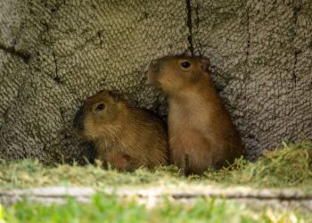 Los nuevos capibaras del Zoo Culiacán ya están en manos de niñas y niños para elegir su nombre