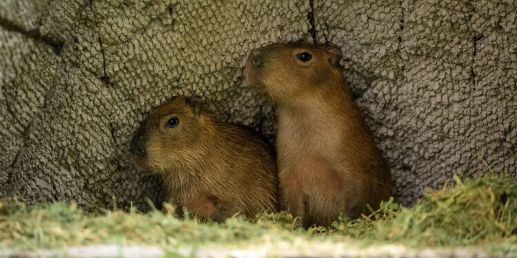 Los nuevos capibaras del Zoo Culiacán ya están en manos de niñas y niños para elegir su nombre