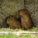 Los nuevos capibaras del Zoo Culiacán ya están en manos de niñas y niños para elegir su nombre