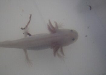 Investigadora de la UAS cultiva ajolotes en Sinaloa para desarrollar posible cura a enfermedades, por su poder de regeneración de tejidos u órganos