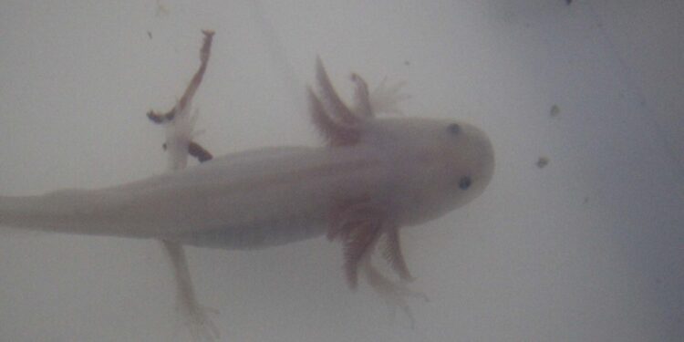 Investigadora de la UAS cultiva ajolotes en Sinaloa para desarrollar posible cura a enfermedades, por su poder de regeneración de tejidos u órganos