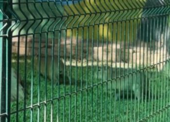 Pequeñas patitas, grandes sonrisas: dos capibara bebés despiertan ternura en el Zoológico de Culiacán