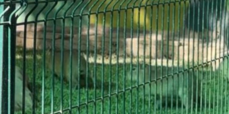 Pequeñas patitas, grandes sonrisas: dos capibara bebés despiertan ternura en el Zoológico de Culiacán