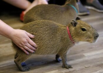¡Capibaras llegan a Culiacán! Zoológico abre gratis este fin de semana