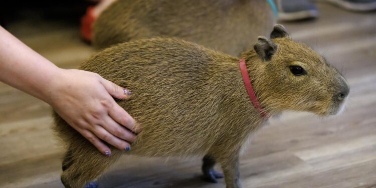 ¡Capibaras llegan a Culiacán! Zoológico abre gratis este fin de semana