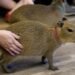 ¡Capibaras llegan a Culiacán! Zoológico abre gratis este fin de semana