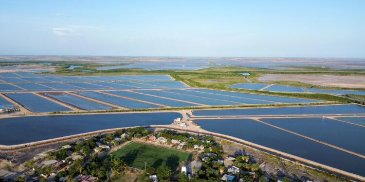 Fortalece Sinaloa la acuacultura con el establecimiento de periodos de siembra y cosecha de camarón para el ciclo 2026