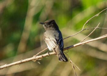 La Facultad de Biología de la UAS supera expectativas en el Sexto Conteo Latinoamericano de Aves en San Ignacio; registran más de 50 especies