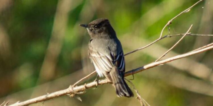 La Facultad de Biología de la UAS supera expectativas en el Sexto Conteo Latinoamericano de Aves en San Ignacio; registran más de 50 especies