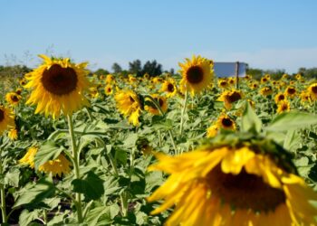 Mocorito se posiciona como un destino con encanto y esplendor natural