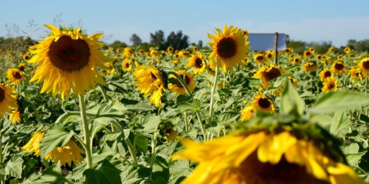 Mocorito se posiciona como un destino con encanto y esplendor natural