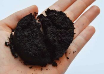 ¡De residuo a superalimento! Investigador de la UAS propone el bagazo de café como alternativa económica y sana al chocolate; alto valor nutricional y sostenibilidad