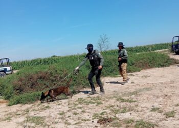 Localizan fosa clandestina en Navolato con restos óseos en trabajo conjunto de madres en lucha y autoridades