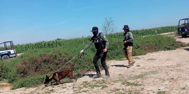 Localizan fosa clandestina en Navolato con restos óseos en trabajo conjunto de madres en lucha y autoridades