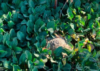 Investigadores de la UAS comprueban eficacia y seguridad de la medicina tradicional; validan propiedades analgésicas de la “hierba del manso”