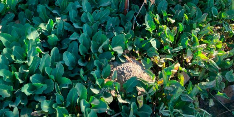 Investigadores de la UAS comprueban eficacia y seguridad de la medicina tradicional; validan propiedades analgésicas de la “hierba del manso”