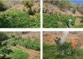 Tres plantíos de marihuana fueron localizados y destruidos por el Grupo Interinstitucional en Badiraguato