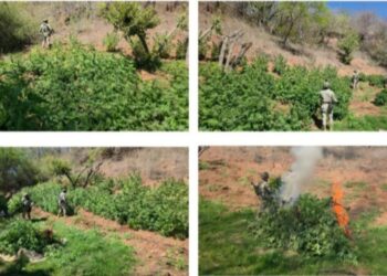 Tres plantíos de marihuana fueron localizados y destruidos por el Grupo Interinstitucional en Badiraguato