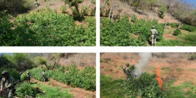 Tres plantíos de marihuana fueron localizados y destruidos por el Grupo Interinstitucional en Badiraguato