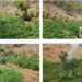 Tres plantíos de marihuana fueron localizados y destruidos por el Grupo Interinstitucional en Badiraguato