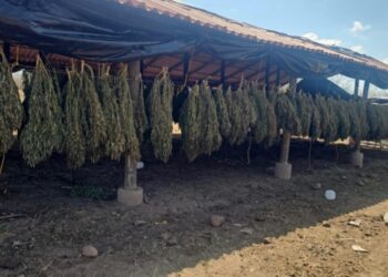 Grupo Interinstitucional localiza, asegura y destruye dos sembradíos y un secadero de marihuana en Badiraguato y Elota