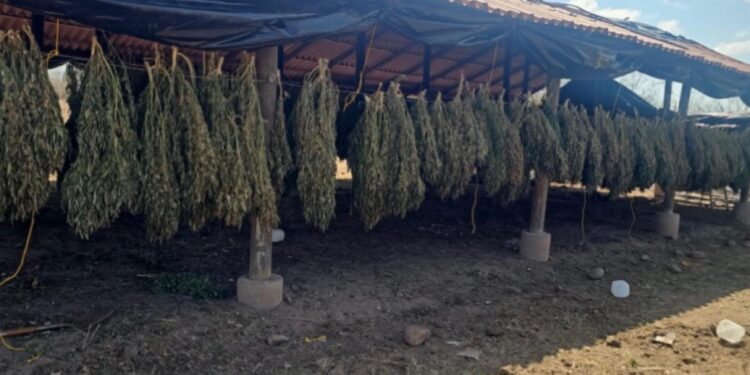 Grupo Interinstitucional localiza, asegura y destruye dos sembradíos y un secadero de marihuana en Badiraguato y Elota