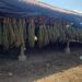 Grupo Interinstitucional localiza, asegura y destruye dos sembradíos y un secadero de marihuana en Badiraguato y Elota