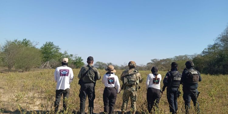 Localizan restos humanos calcinados en el Triángulo Dorado durante operativo de búsqueda en Badiraguato