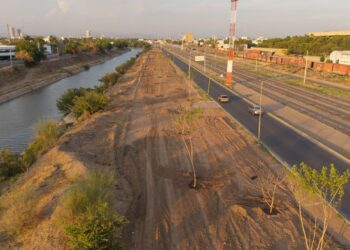 Avanza transformación verde en el Eje Federalismo con plantación de árboles