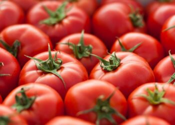 Gobierno de Sinaloa respalda eliminar arancel al tomate en revisión del T-MEC