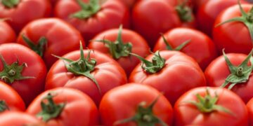 Gobierno de Sinaloa respalda eliminar arancel al tomate en revisión del T-MEC