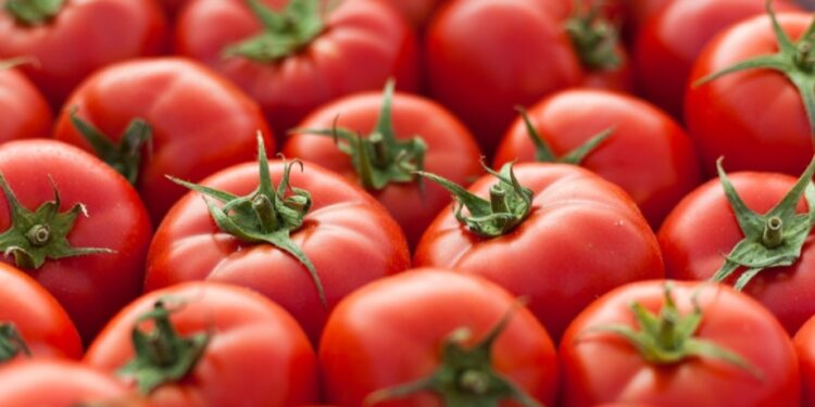 Gobierno de Sinaloa respalda eliminar arancel al tomate en revisión del T-MEC