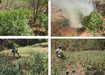 5 plantíos de marihuana y amapola fueron localizados y destruidos por el Grupo Interinstitucional en Badiraguato; fueron más de 3 mil m²
