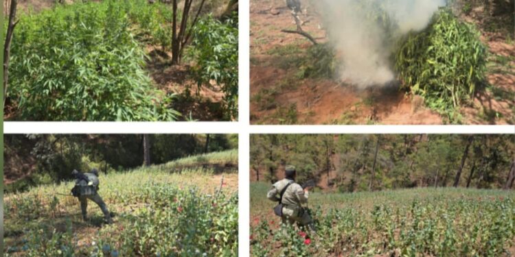 5 plantíos de marihuana y amapola fueron localizados y destruidos por el Grupo Interinstitucional en Badiraguato; fueron más de 3 mil m²
