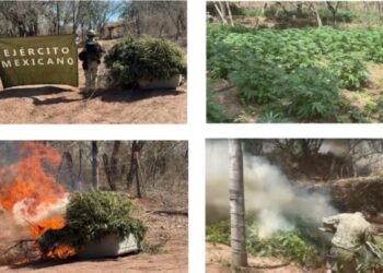 En Cosalá, el Grupo Interinstitucional localizó y destruyó 3 plantíos de marihuana con una dimensión total de 1,100 m²