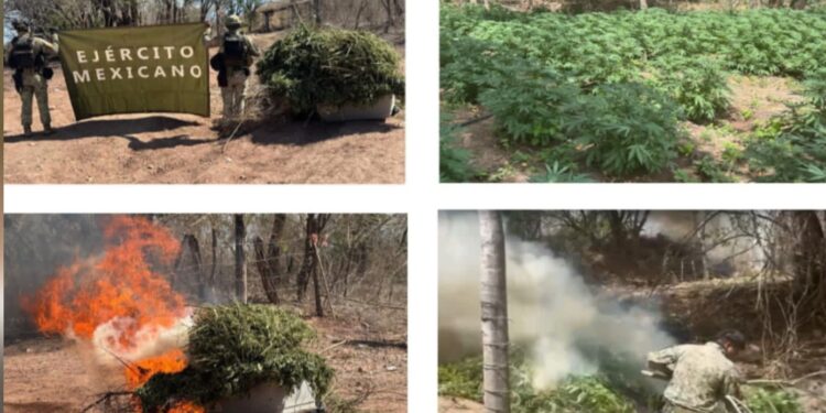 En Cosalá, el Grupo Interinstitucional localizó y destruyó 3 plantíos de marihuana con una dimensión total de 1,100 m²