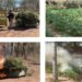 En Cosalá, el Grupo Interinstitucional localizó y destruyó 3 plantíos de marihuana con una dimensión total de 1,100 m²