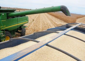 Productores no quedan satisfechos con precio de 6 mil pesos por tonelada de maíz: advierten bajas ganancias, pérdidas y boicot al mundial