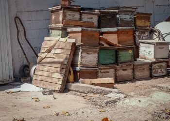 Atiende PC Culiacán emergencia por ataque de abejas en la colonia Pemex