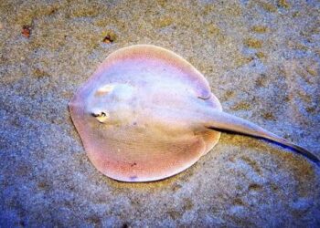 Alertan por picaduras de mantarrayas y “quemadores” en playas de Sinaloa durante Semana de Pascua