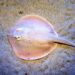 Alertan por picaduras de mantarrayas y “quemadores” en playas de Sinaloa durante Semana de Pascua