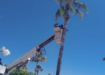 Continúan acciones de mantenimiento urbano con poda de palmeras en el Distribuidor Vial Humaya